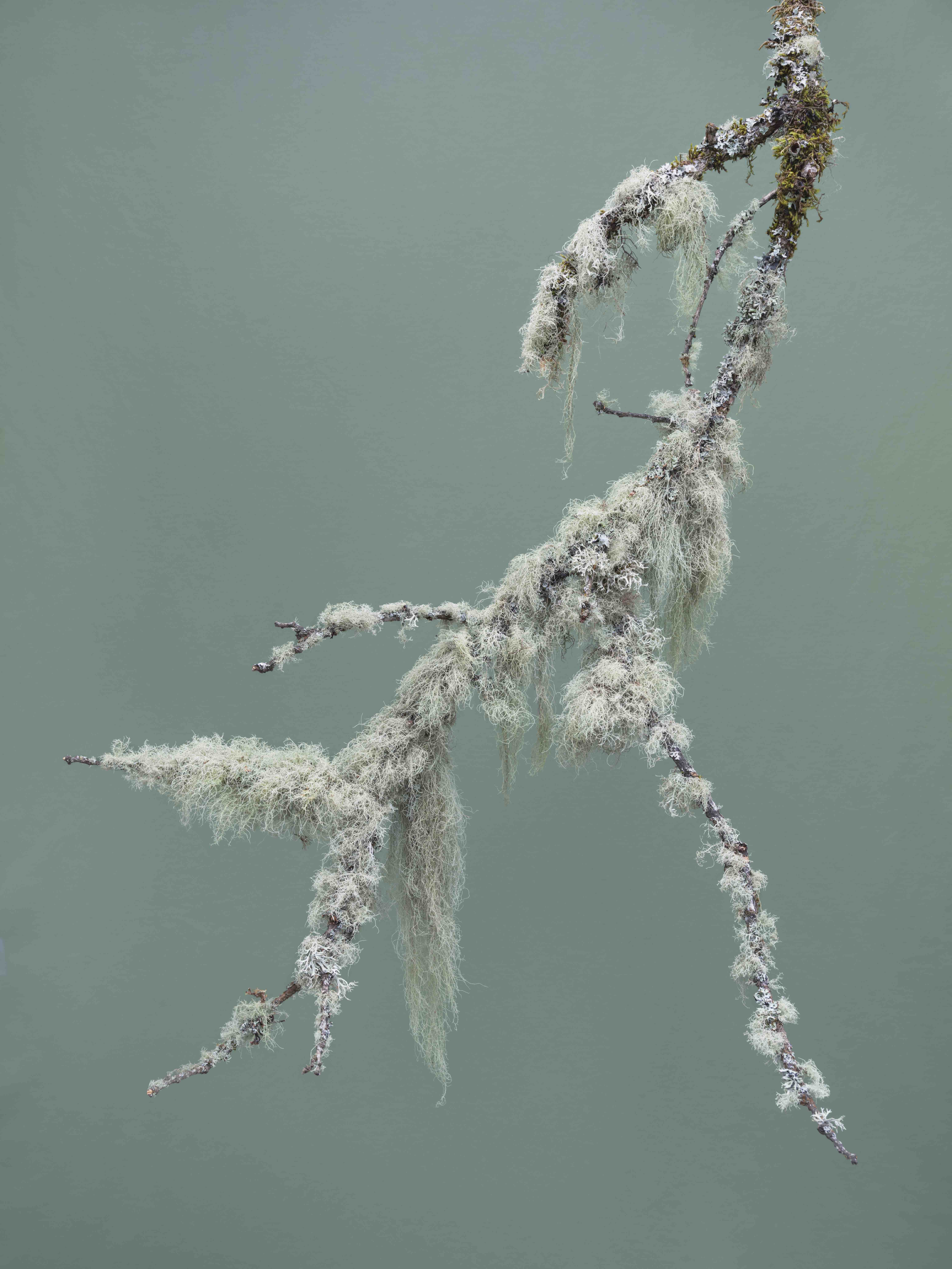 J. John Priola Green Moss and Lichen
